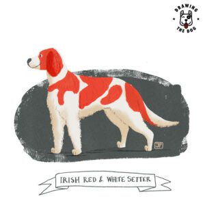 Irish Red And White Setter by Jennifer Farley 800