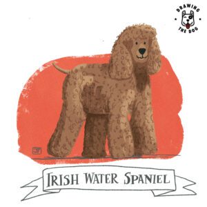 Irish Water Spaniel illustrated by Jennifer Farley 800 1