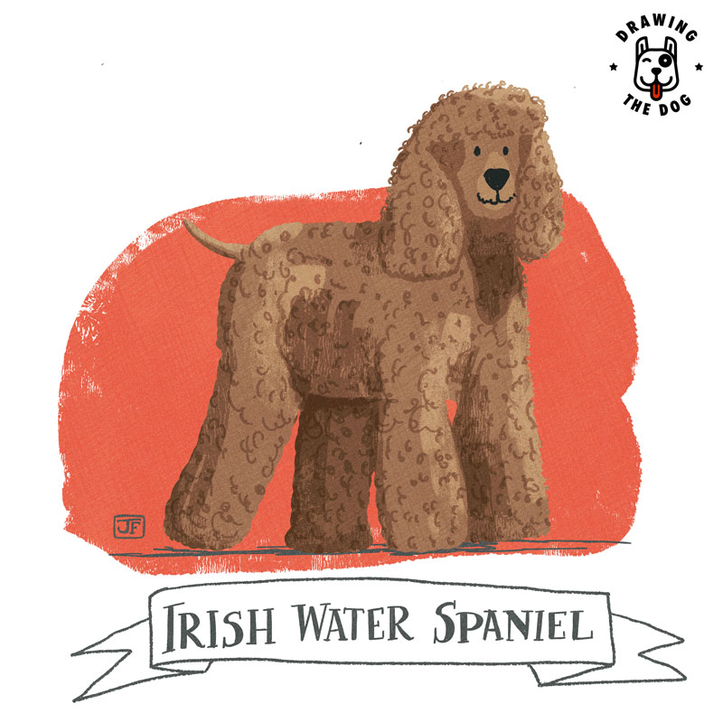 Irish Water Spaniel illustrated by Jennifer Farley 800 1