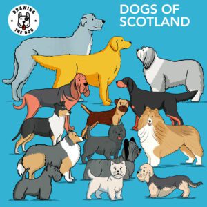 Native Scottish Dogs Drawing The Dog 800