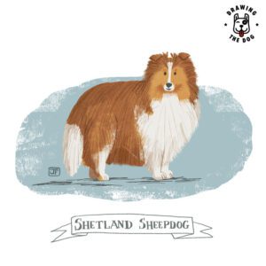 Shetland Sheepdog Drawing The Dog Jennifer Farley 800