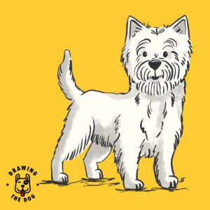 West Highland Terrier Drawing The Dog Jennifer Farley 800