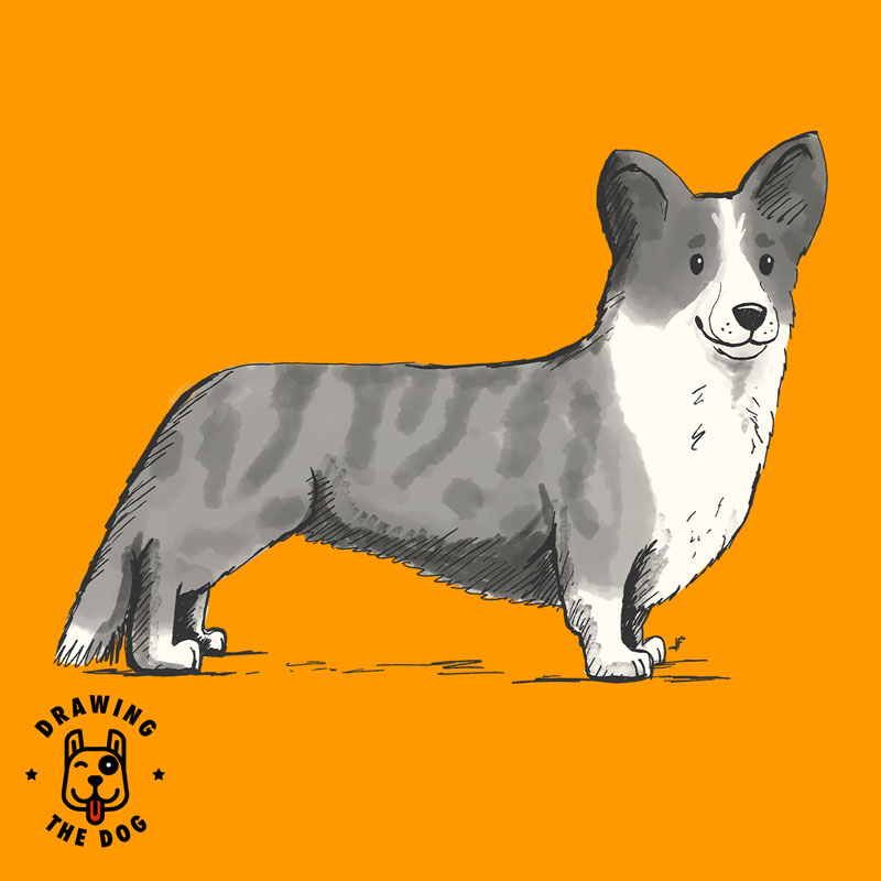 Cardigan Welsh Corgi Featured