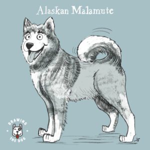 Alaskan Malamute Drawing The Dog