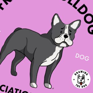 Black and White French Bulldog AS Closeup