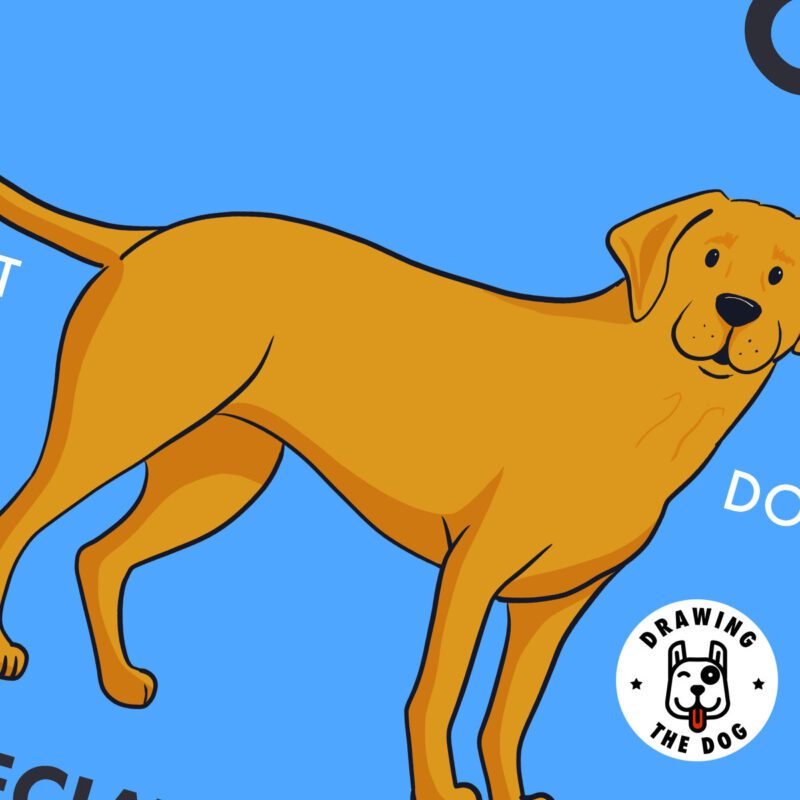 Labrador Best Dog Art Closeup