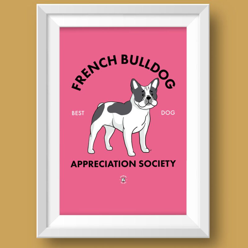 Pied French Bulldog AS Featured