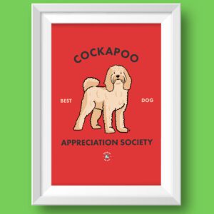 Cockapoo Featured