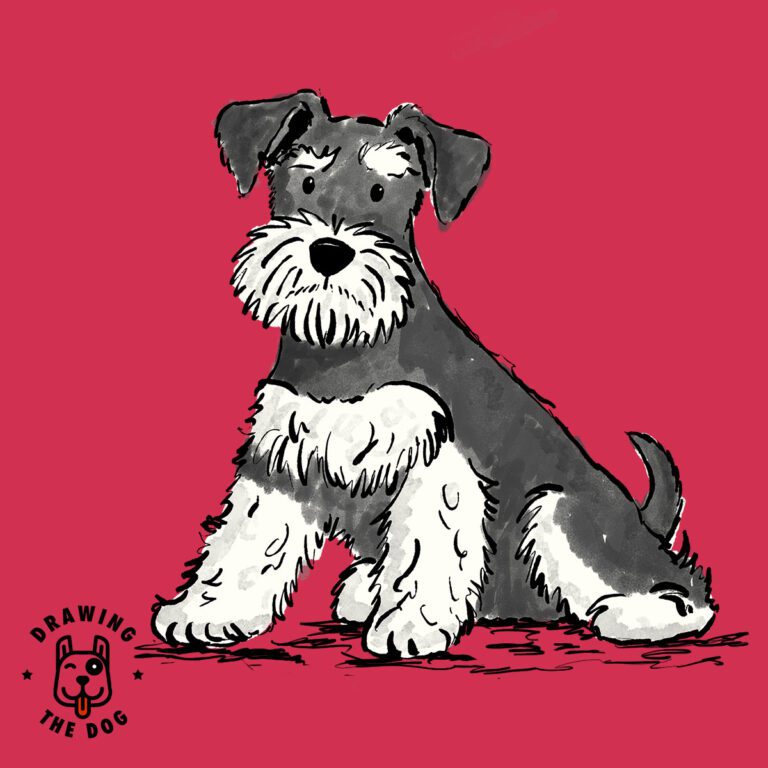 Miniature Schnauzer Drawing The Dog Featured