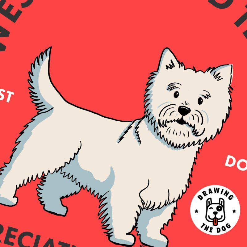 West Highland Terrier AS Closeup