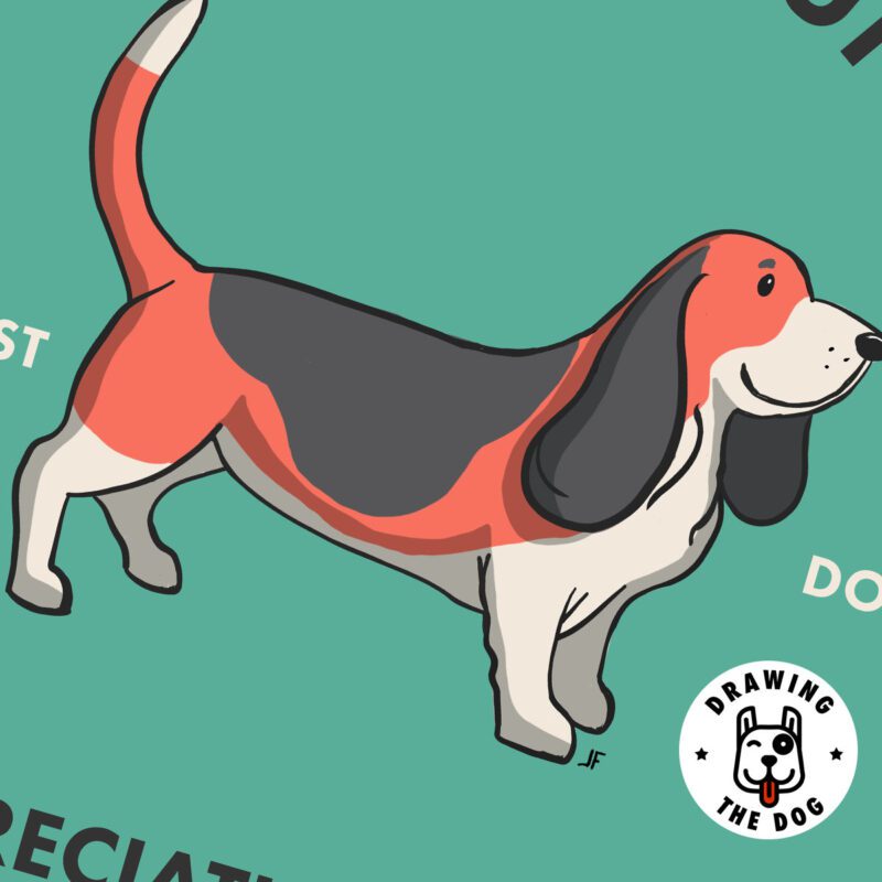 Bassett Hound AS Closeup