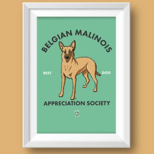Belgian Malinois Featured