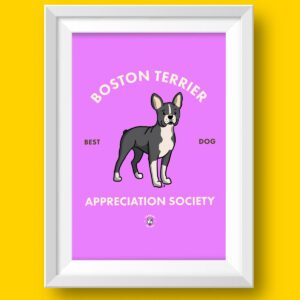 Boston Terrier Featured