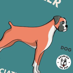 Boxer Art Print Closeup