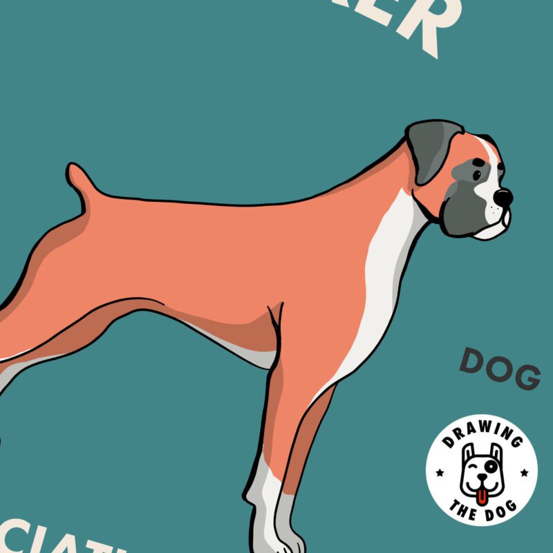 Boxer Art Print Closeup