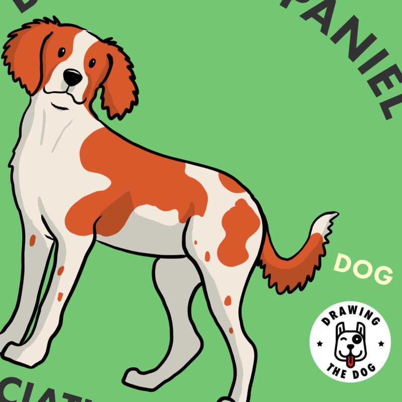 Brittany Spaniel Closeup