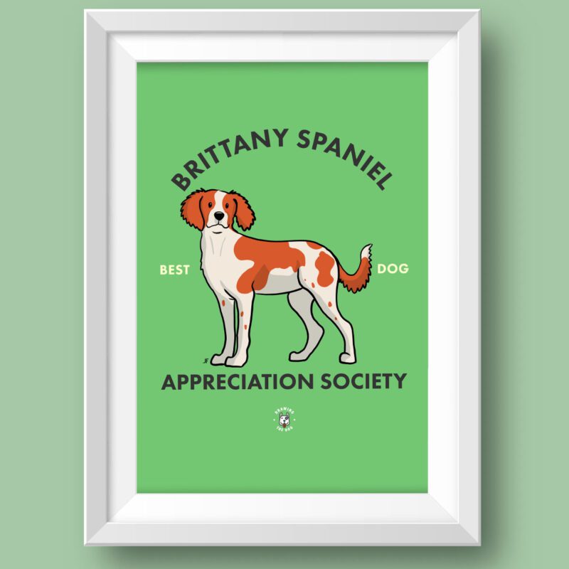 Brittany Spaniel Featured