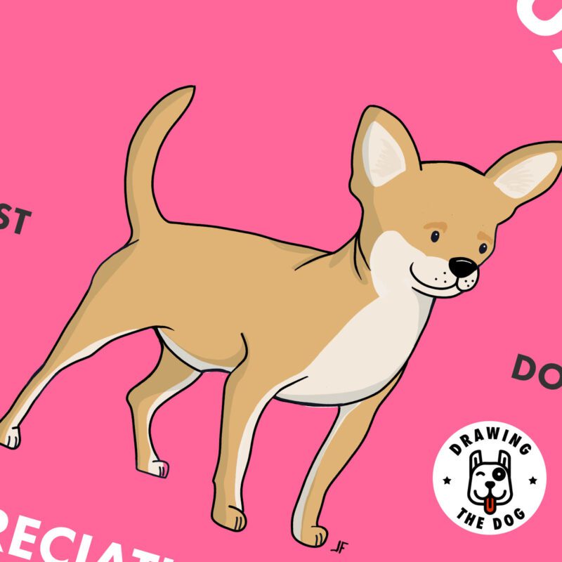 Chihuahua AS Closeup