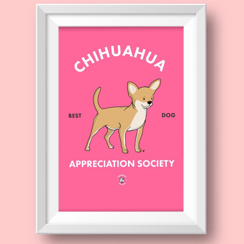 Chihuahua AS Featured