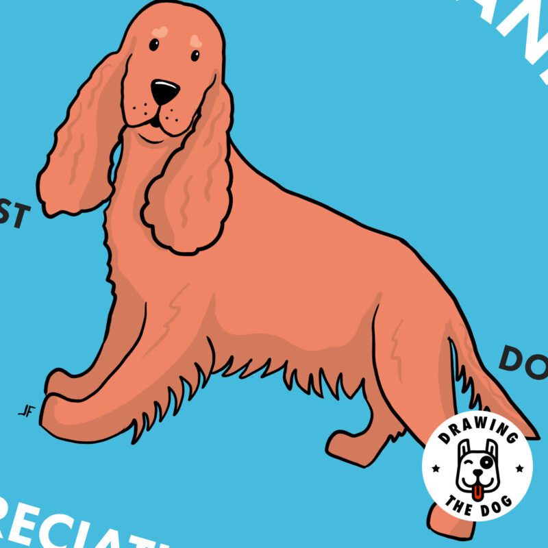 Cocker Spaniel AS Closeup