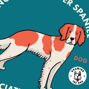 English Springer Spaniel Closeup