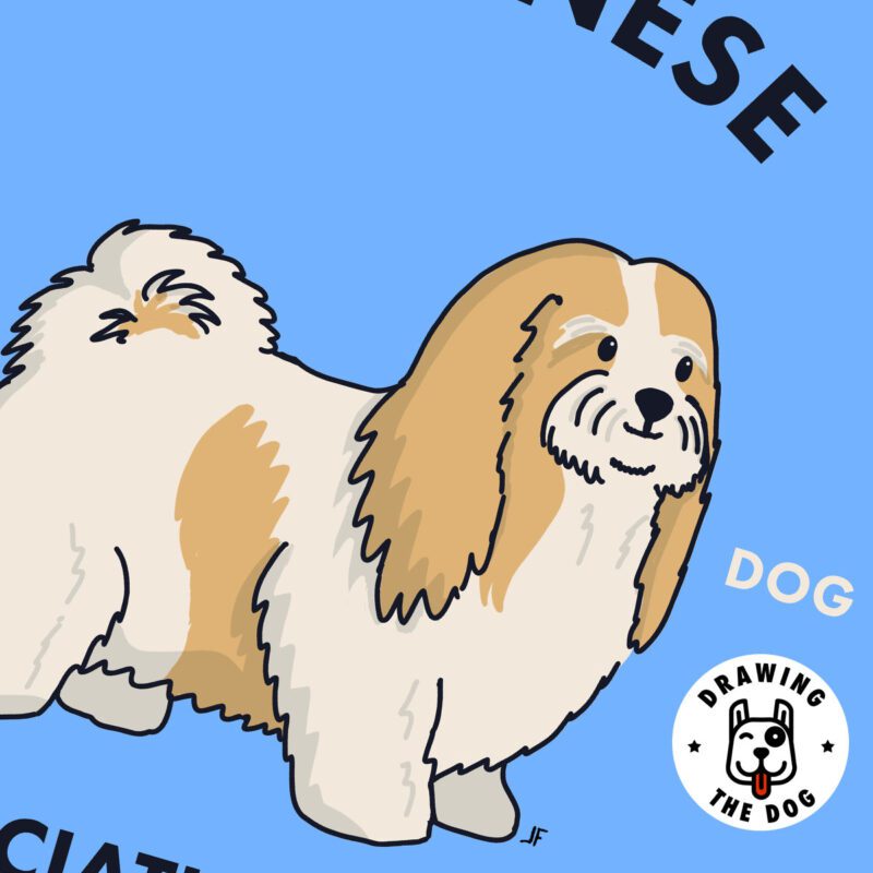 Havanese Art Print Closeup