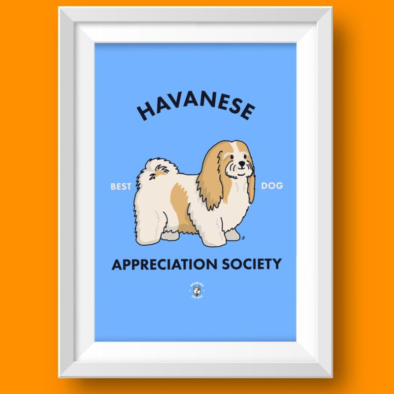 Havanese Art Print Featured