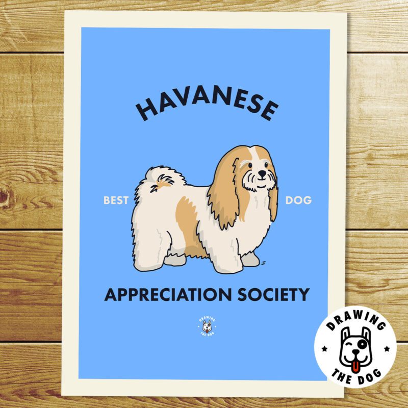 Havanese Wall Art Print