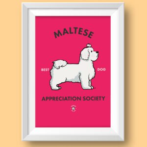 Maltese AS Featured