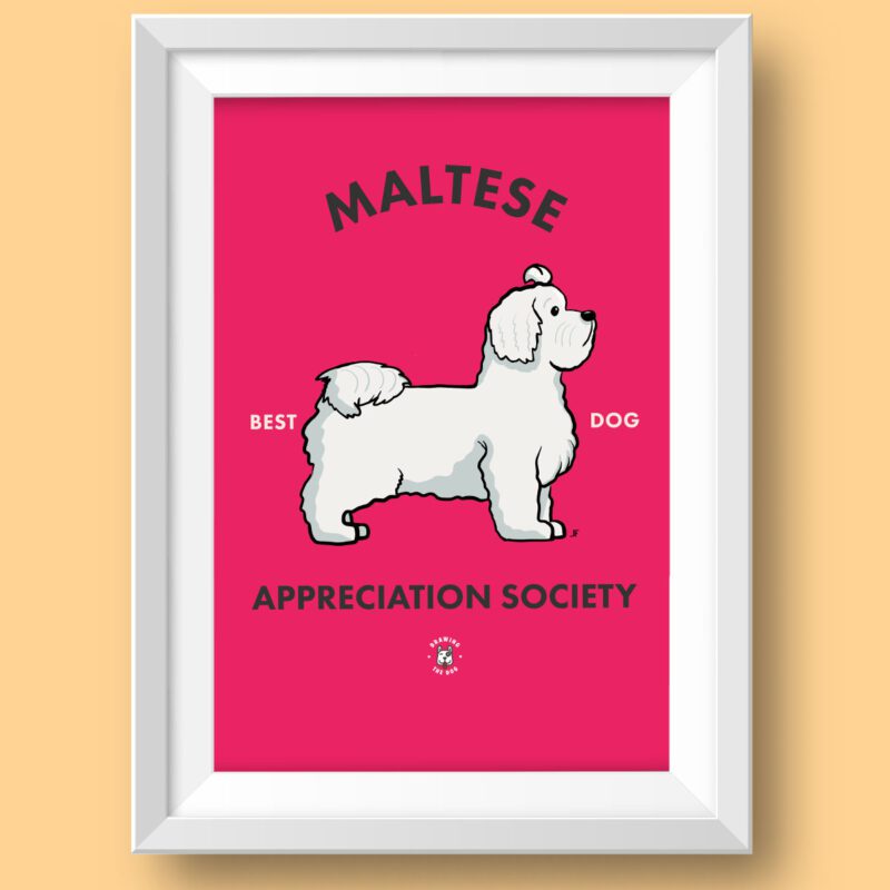 Maltese AS Featured