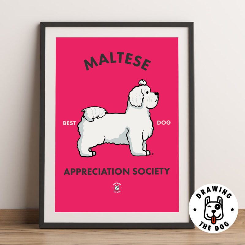 Maltese AS Framed