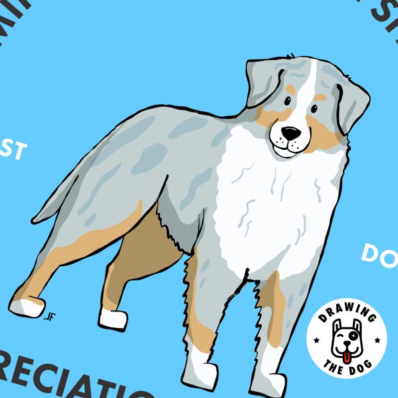 Mini American Shepherd Closeup