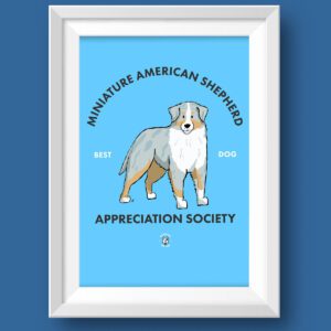 Mini American Shepherd Featured