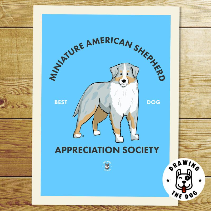 Mini American Shepherd Art Print