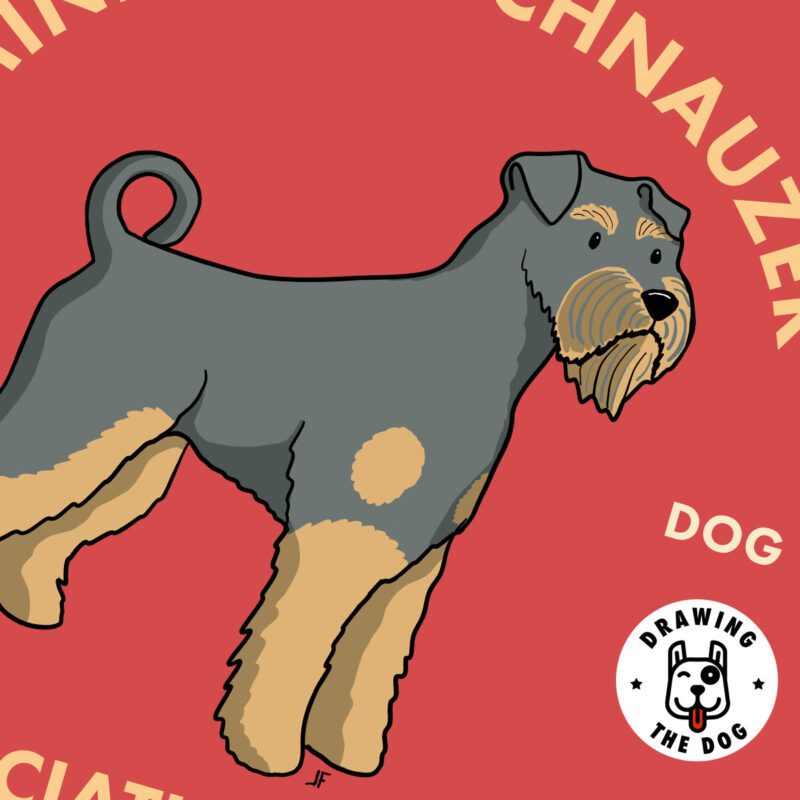 Miniature Schnauzer Closeup