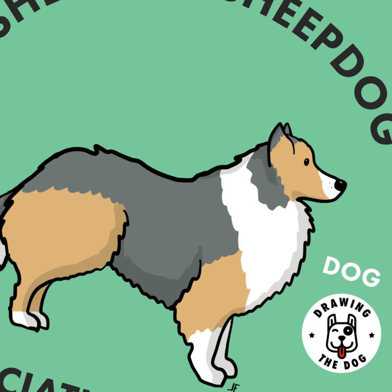 Shetland Sheepdog Closeup