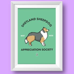 Shetland Sheepdog Featured