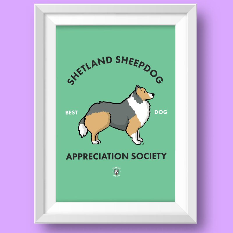 Shetland Sheepdog Featured