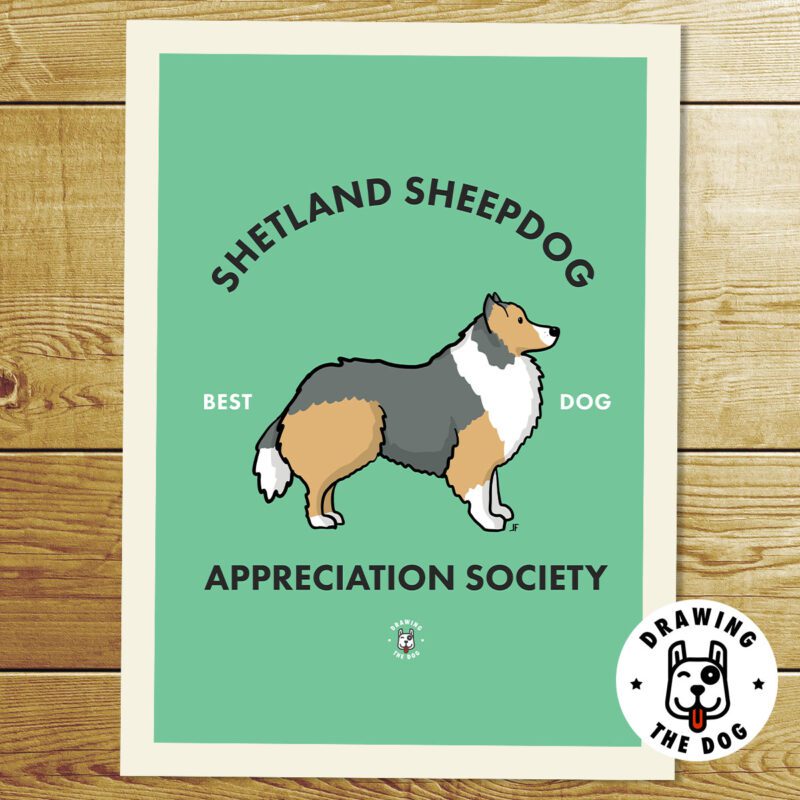 Shetland Sheepdog Print