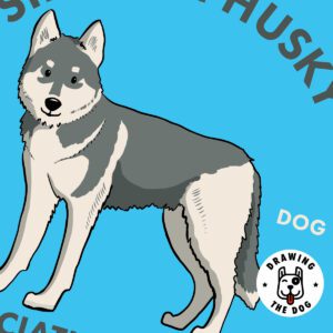 Siberian Husky Closeup