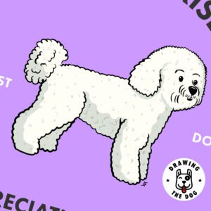 Bichon Frise AS Closeup