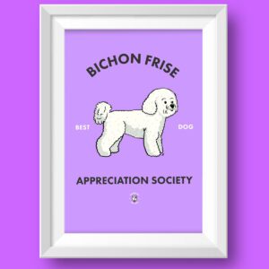 Bichon Frise AS Featured