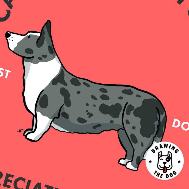 Cardigan Welsh Corgi AS Closeup