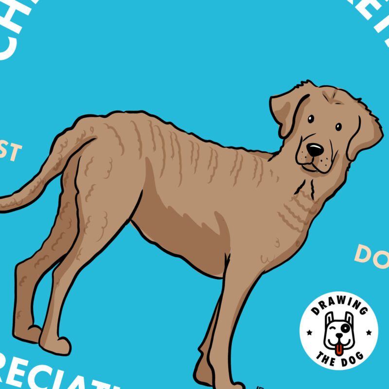 Chesapeake Bay Retriever AS Closeup