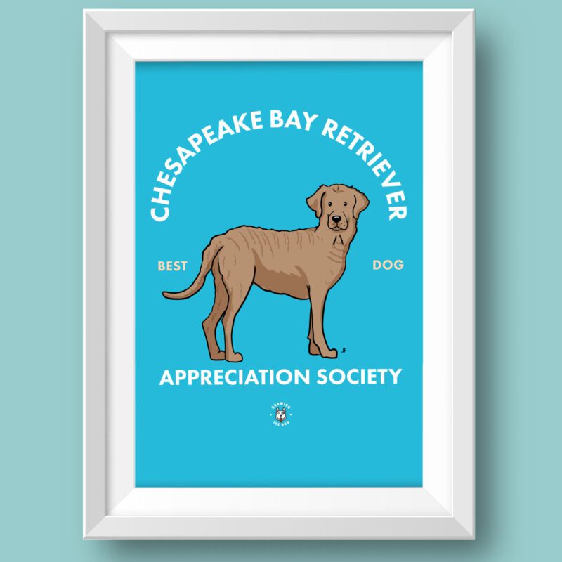 Chesapeake Bay Retriever AS Featured