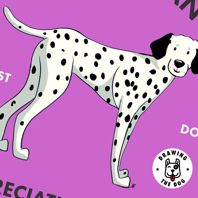 Dalmation AS Closeup