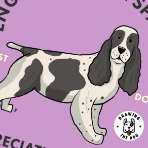English Cocker Spaniel AS Closeup