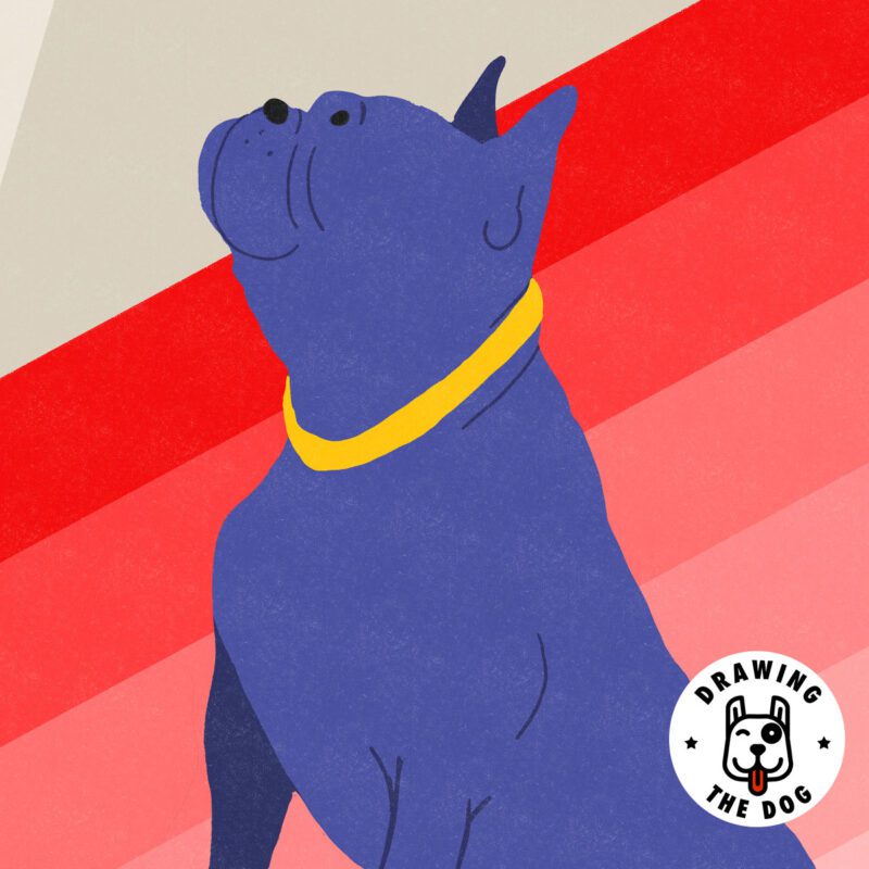 French Bulldog Stripes Closeup