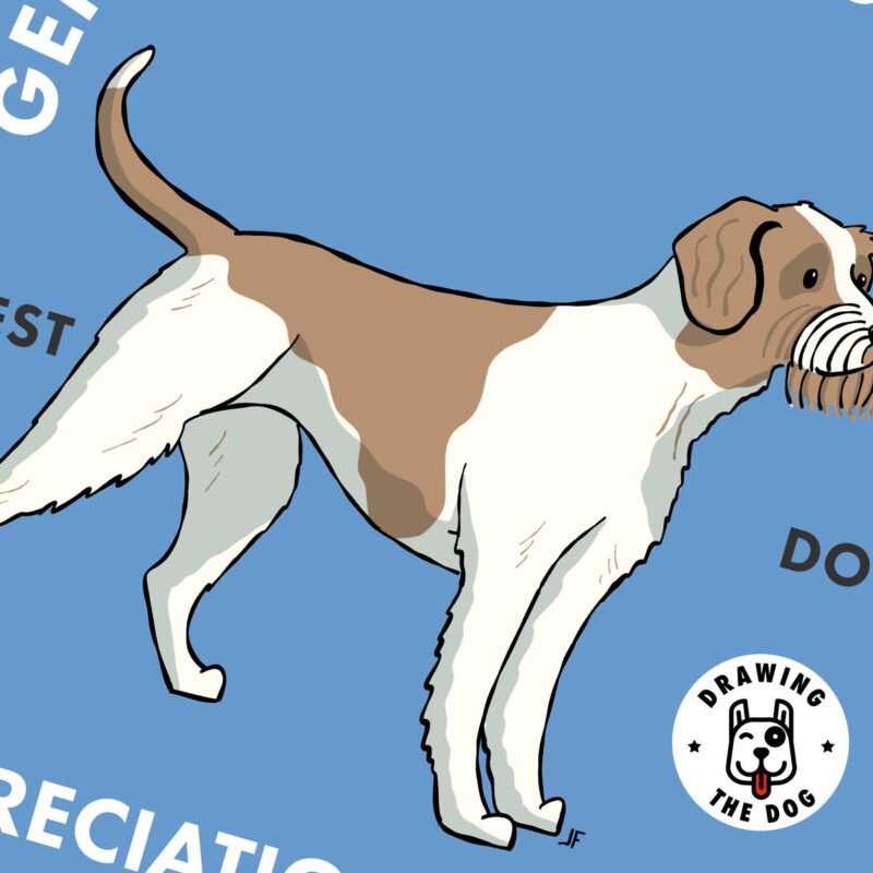 German Wirehaired Pointer Wall Art Closeup