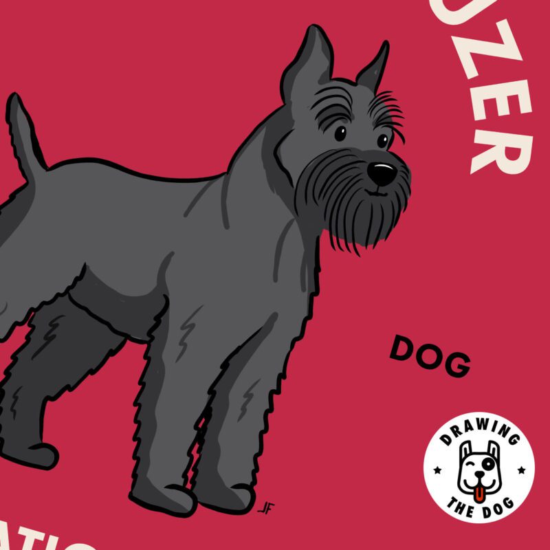 Giant Schnauzer AS Closeup